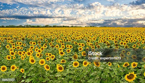 Campo De Sunflowers E Céu Pôr Do Sol - Fotografias de stock e mais imagens de Agricultura - Agricultura, Amarelo, Ao Ar Livre