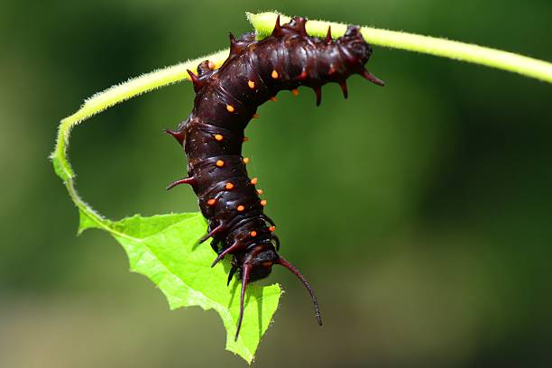 istock Pipevine swallowtail butterfly caterpillar 156623802