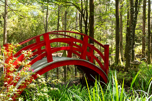 A red Japanese type bridge over part of pond in bamboo park at the Magnolia plantation and Gardens in Charleston, South Carolina, USA.