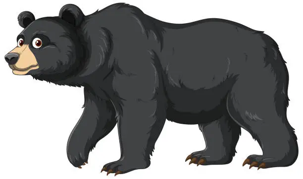 Vector illustration of Cartoon Black Bear
