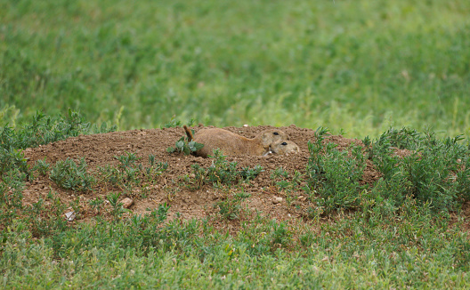 A prairie dog is alert near the burrow in it's habitat