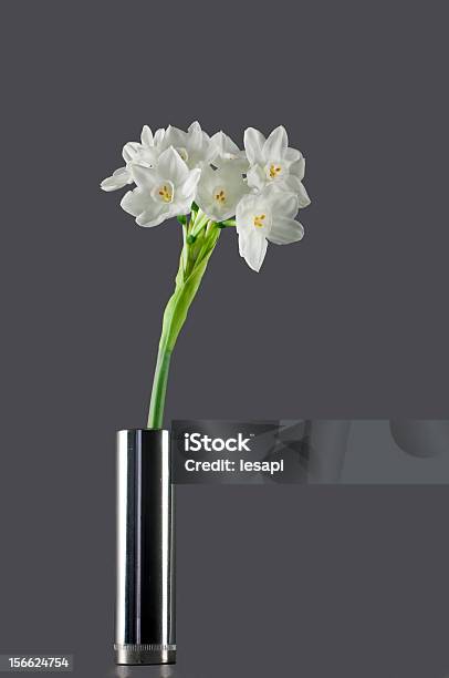 Símbolo De Primavera Sweet Perfumado Narcissus Papyaceus Foto de stock y más banco de imágenes de Belleza de la naturaleza