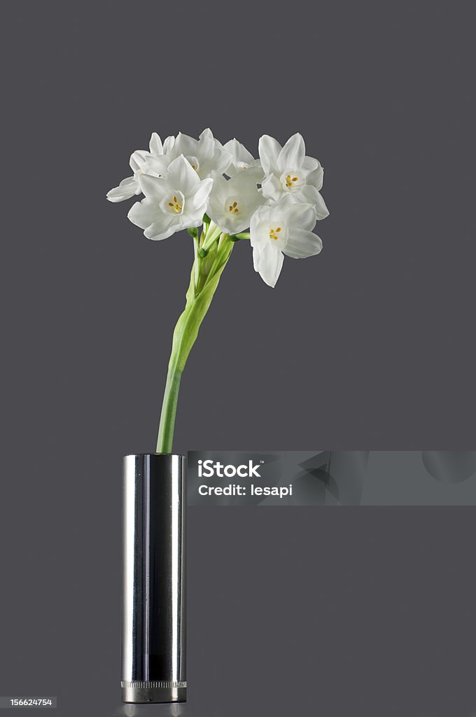 Símbolo de primavera. Doce aroma Narcissus Papyraceus Papyaceus (). - Foto de stock de Beleza natural - Natureza royalty-free