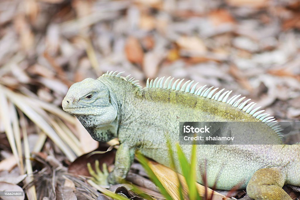 iguana Rock a Little Water Cay - Foto de stock de Anfíbio royalty-free