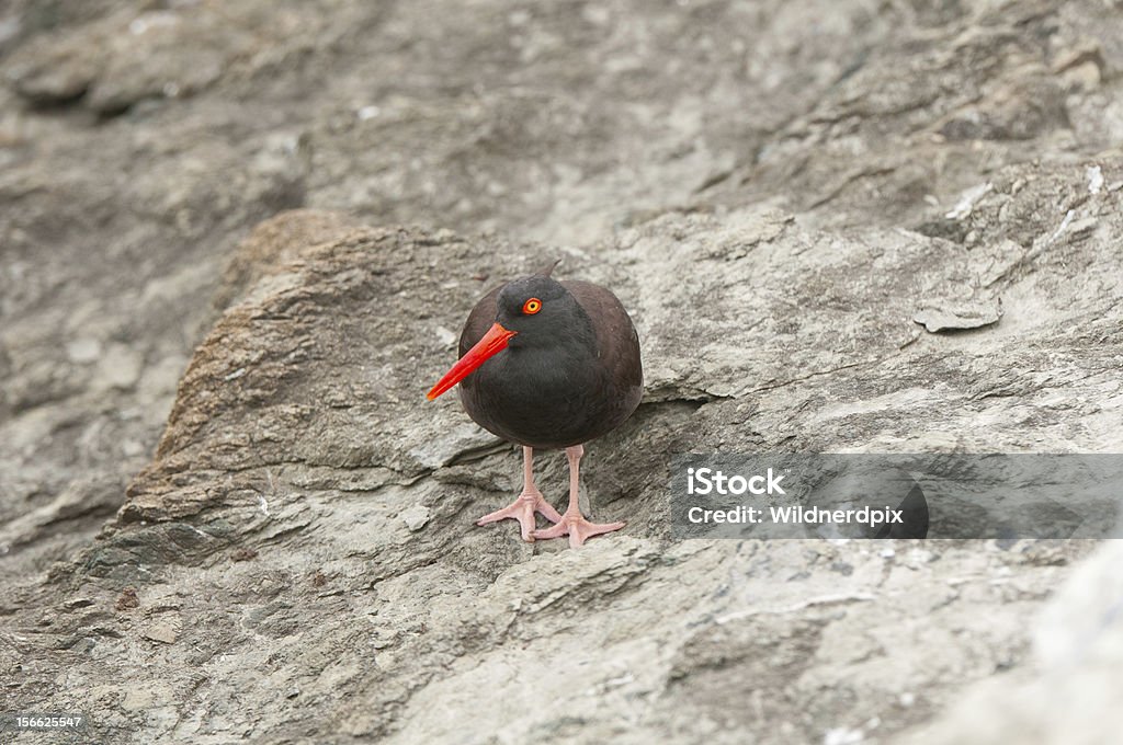 Coastal uccello sulle rocce spoglie - Foto stock royalty-free di Ambientazione esterna