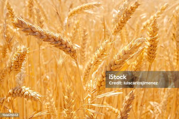 El Wheatfield Foto de stock y más banco de imágenes de Agricultura - Agricultura, Cultivo, Estación - Entorno y ambiente