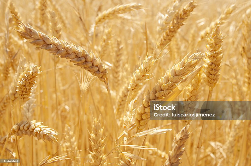 O wheatfield - Foto de stock de Agricultura royalty-free
