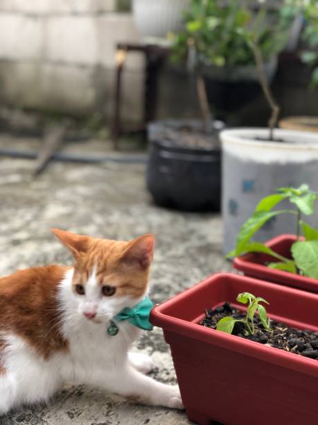 istock Cute and beautiful cat rare 1566255862
