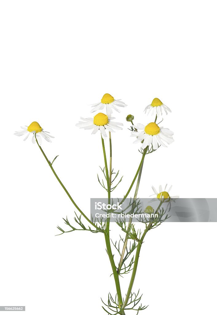 German chamomile (Matricaria chamomilla) flowers German chamomile (Matricaria chamomilla) Chamomile Stock Photo