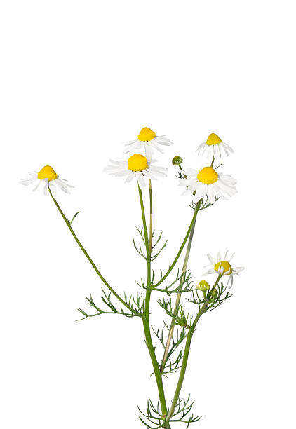 german camomila (matricaria chamomilla) flores - german chamomile fotos - fotografias e filmes do acervo