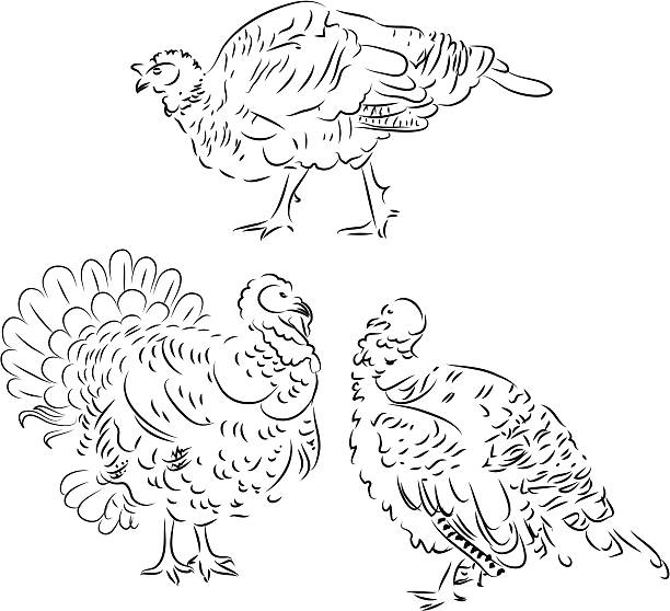 Turkey Stock Illustration - Download Image Now - Animal, Animal Body Part,  Animal Foot - iStock