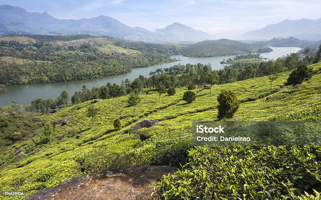 plantation de thé, Kannan Devan Hills, Munnar, Kerala, Inde. - Photo de Arbre libre de droits