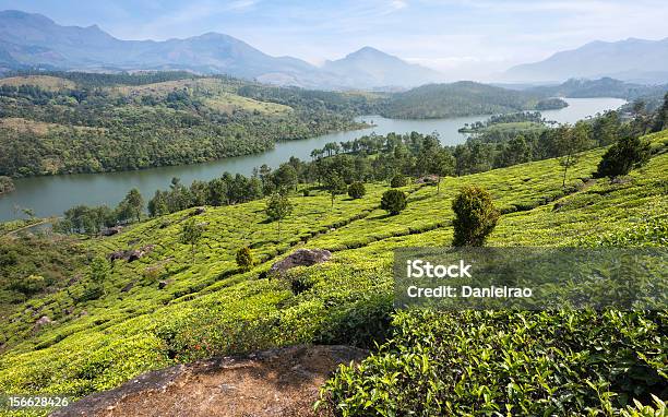 Photo libre de droit de Plantation De Thé Kannan Devan Hills Munnar Kerala Inde banque d'images et plus d'images libres de droit de Arbre