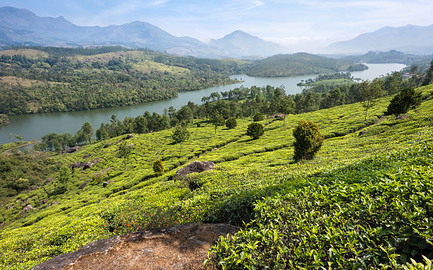 istock Tea plantation, Kannan Devan Hills, Munnar, Kerala, India. 156628426