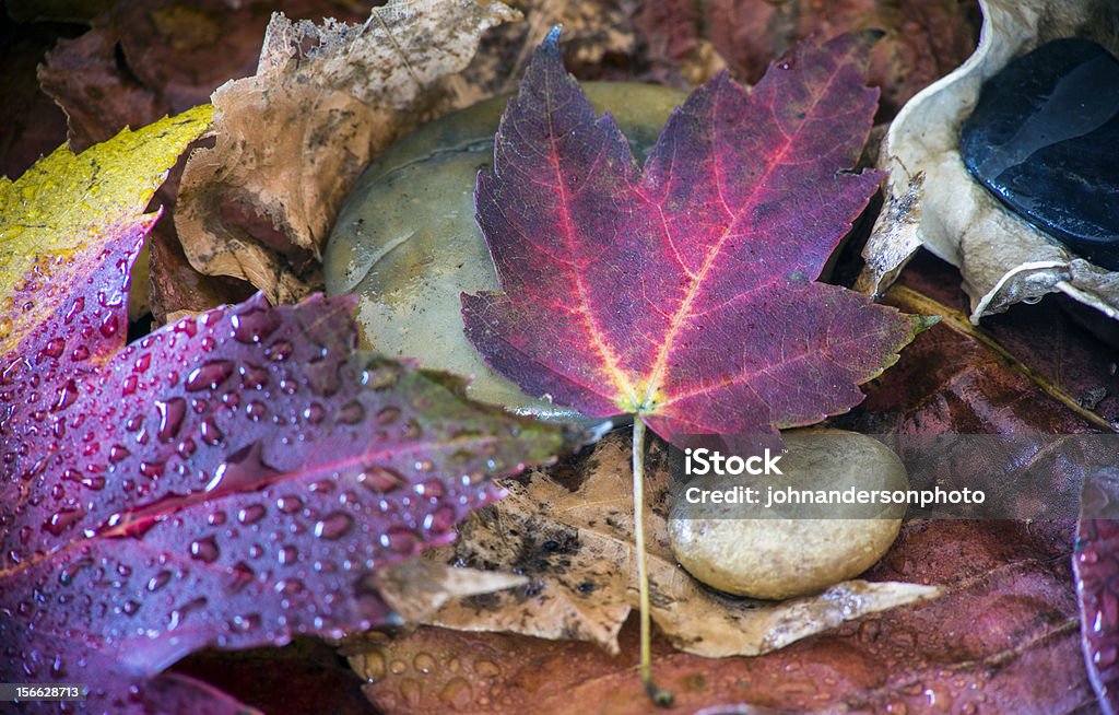 Automne Nature morte - Photo de Automne libre de droits