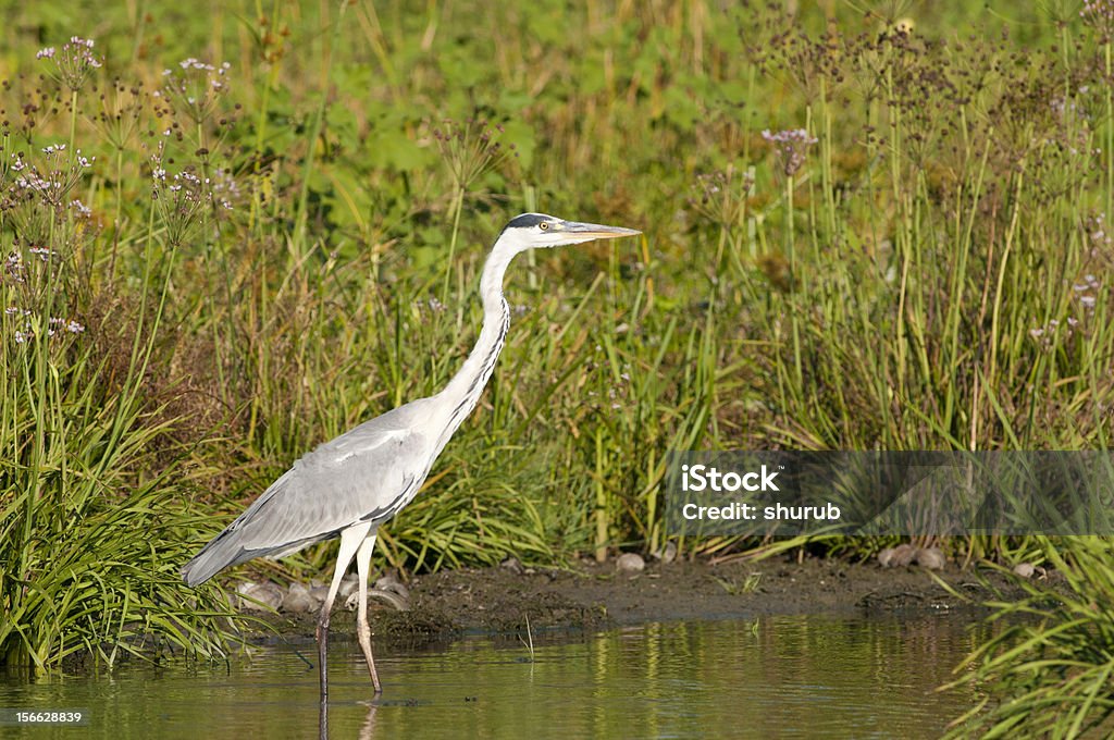 Garça-cinzenta - Foto de stock de Animal royalty-free