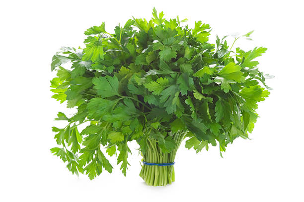 bunch of flat leaved parsley isolated on a white background
