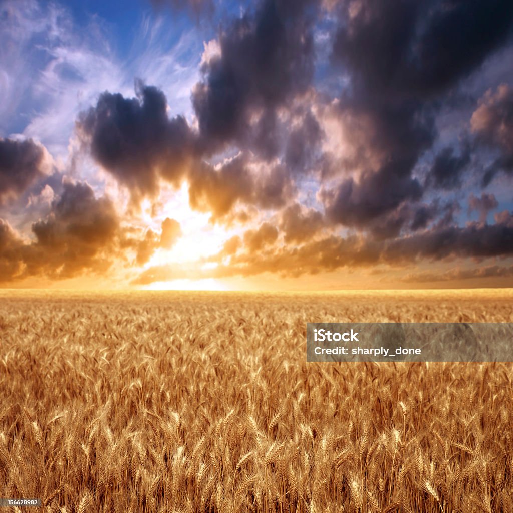 XXXL campo di grano al tramonto - Foto stock royalty-free di Campo