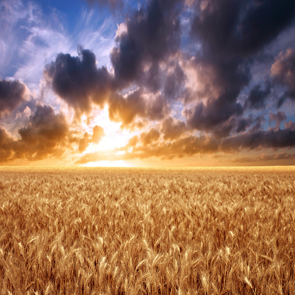 summer wheat field at sunset, square frame (XXXL)