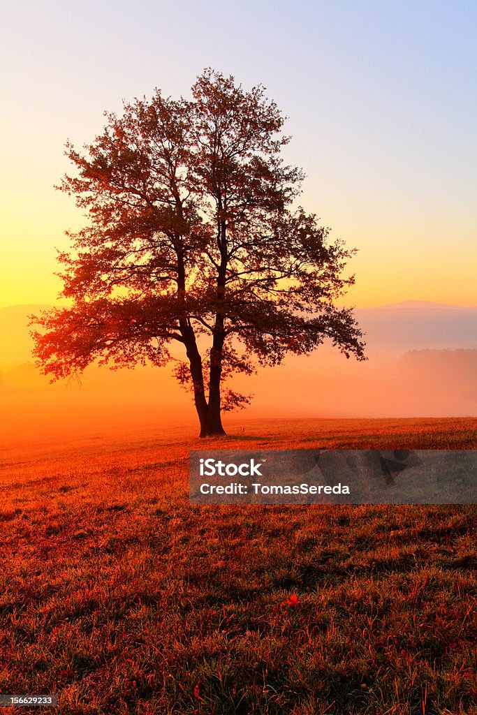 Iluminação de árvore na névoa da manhã sobre o Meadow ao nascer do sol - Foto de stock de Agricultura royalty-free