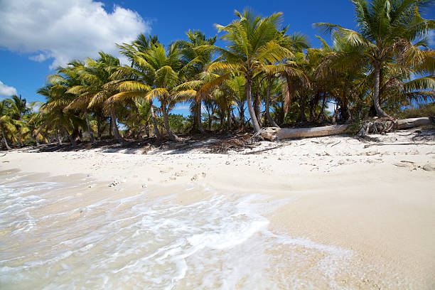 idylic tropical playa de arena blanca (xxxl - white sands national monument fotografías e imágenes de stock