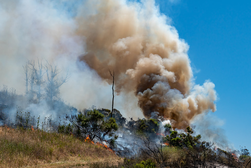 Controlled burn in field and forest, with smoke filling the air. Photo taken at Newnan's Lake state forest in Gainesville, Florida. Nikon D7200 with Nikon 200mm Macro lens