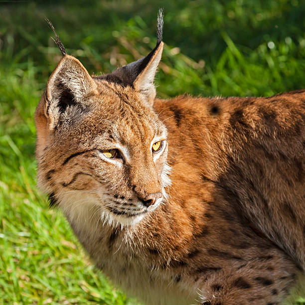 istock Eurasian Lynx Looking Over Shoulder 156629973