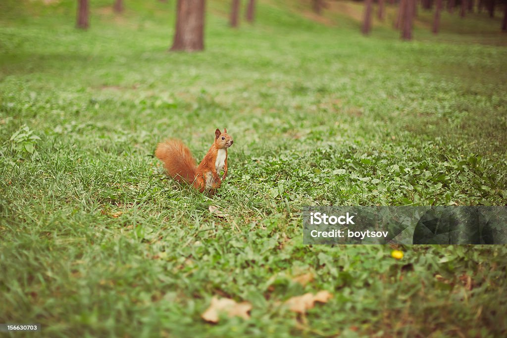 Curieux Écureuil dans le parc - Photo de Animaux à l'état sauvage libre de droits