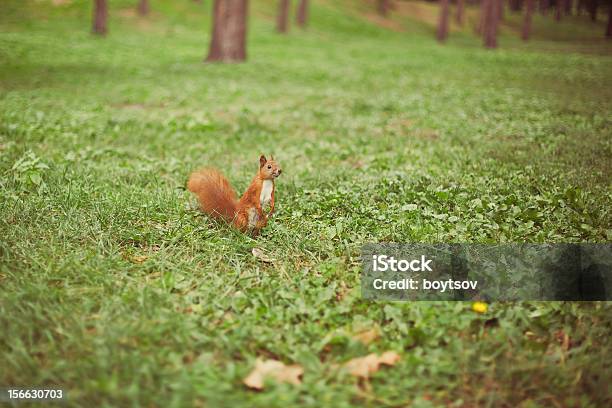 Foto de Curioso Esquilo No Parque e mais fotos de stock de Animal - Animal, Animal selvagem, Dia