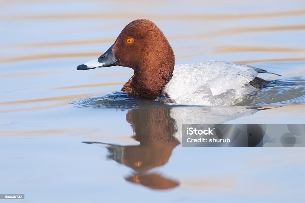 Pochard ((Aythya ferina) - 로열티 프리 0명 스톡 사진