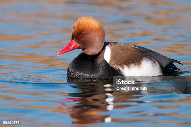 Photo libre de droit de Rouge Pochard À Crête banque d'images et plus d'images libres de droit de Animaux à l'état sauvage - Animaux à l'état sauvage, Aythyinae, Canard - Oiseau aquatique