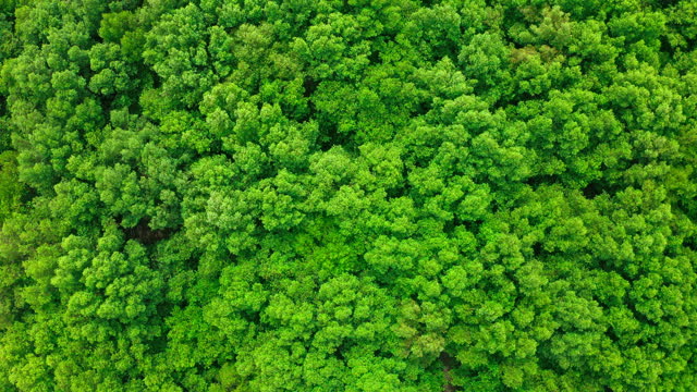 Aerial top view of mangrove forest for environmental conservation concept.