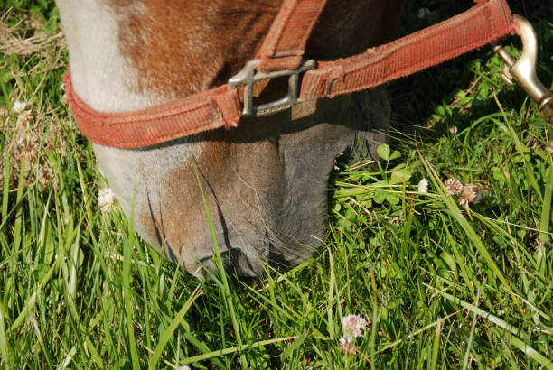 istock Brown & Red Belgian Draft Horse with White Nose 1566336916