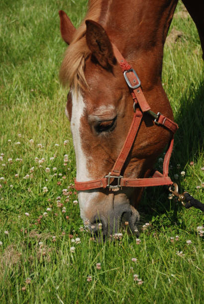 istock Brown & Red Belgian Draft Horse with White Nose 1566336921