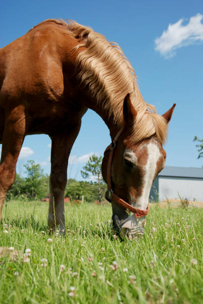 istock Brown & Red Belgian Draft Horse with White Nose 1566336930