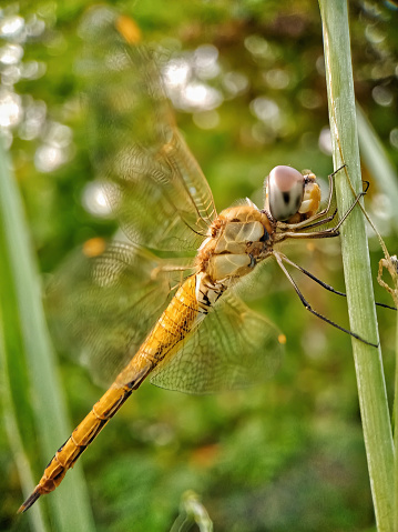 Close up view of a dragonfly.