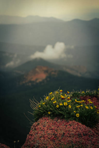 istock Mountain flowers 1566342700