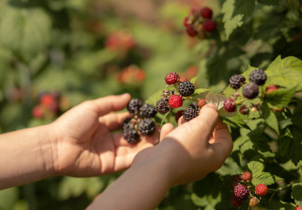 istock pick berries from the bush red and black raspberries 1566358007