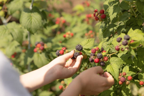 istock pick berries from the bush red and black raspberries 1566358231