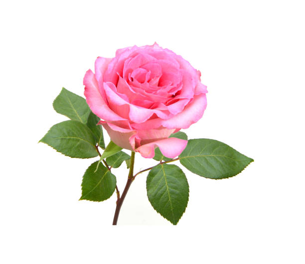 istock Colorful rose isolated on white background 1566360428
