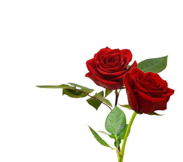 istock Colorful rose isolated on white background 1566360430