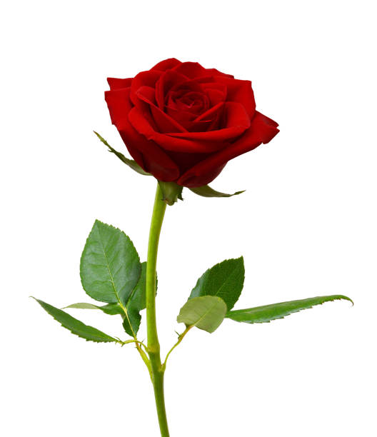 istock Colorful rose isolated on white background 1566362533