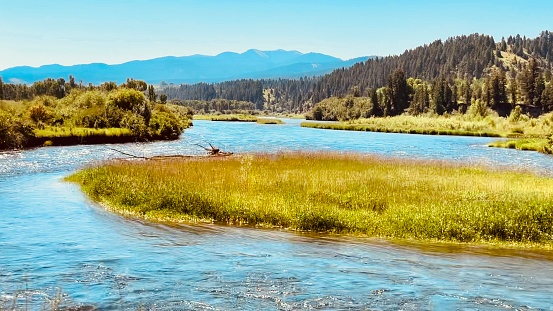 Natural background, island of tall grass rising from clear waters of Snake River surrounded by tranquil forest landscape. Swan Valley, Irwin, ID, USA.