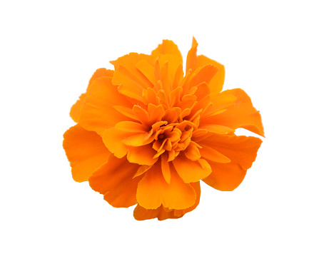 istock Fresh marigold flowers isolated on white background 1566373660