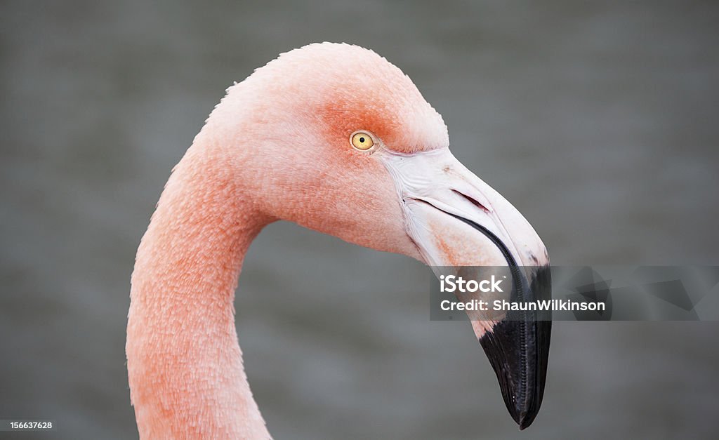 Flamenco rosa - Foto de stock de Animal libre de derechos