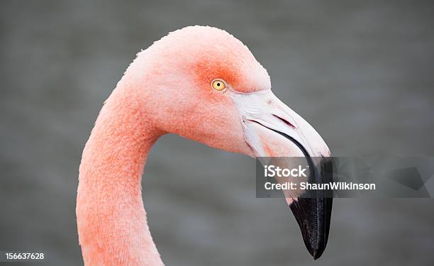 핑크 Flamingo 가냘픈에 대한 스톡 사진 및 기타 이미지 - 가냘픈, 감금 상태, 깃털
