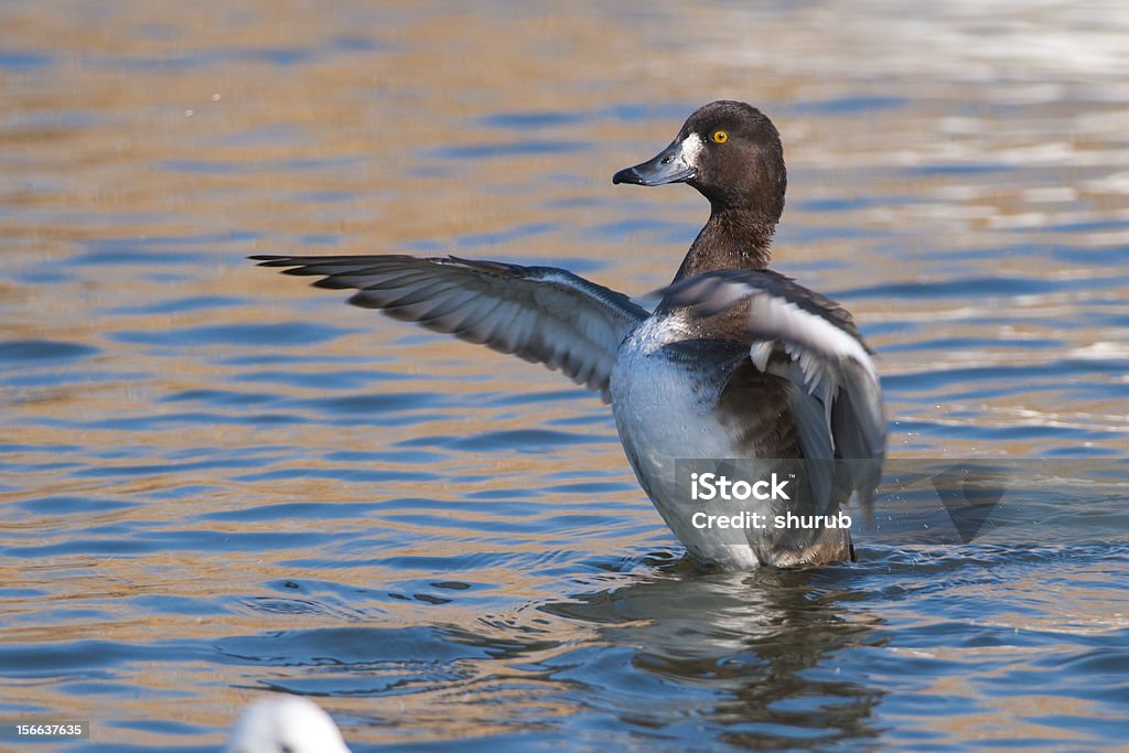 Pato hechas a - Foto de stock de Agua libre de derechos