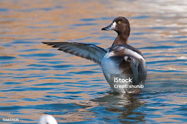 Pato Hechas A Foto de stock y más banco de imágenes de Agua - Agua, Aire libre, Animales salvajes