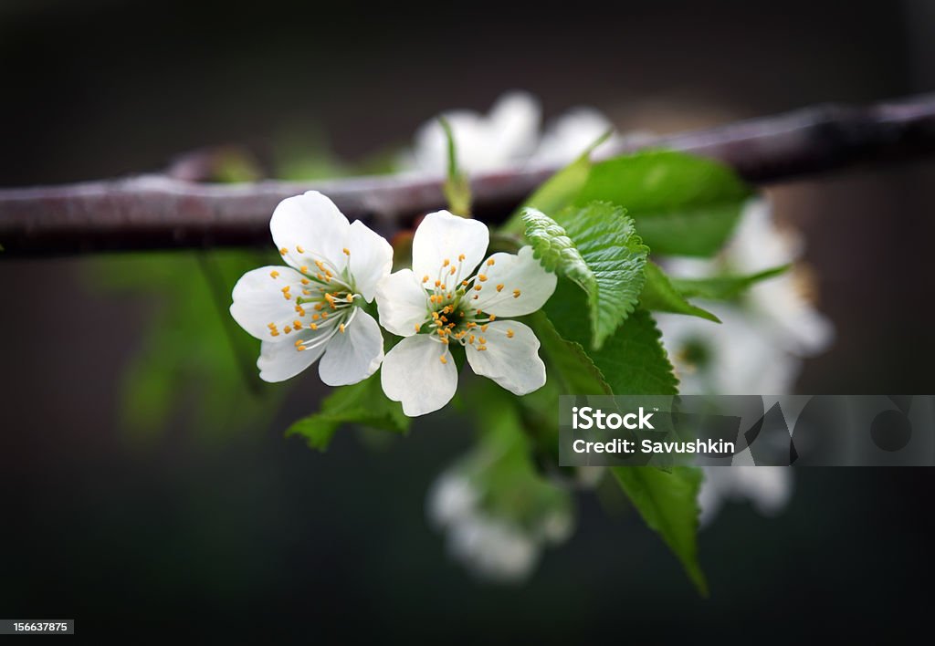 Flor de manzano - Foto de stock de Blanco - Color libre de derechos