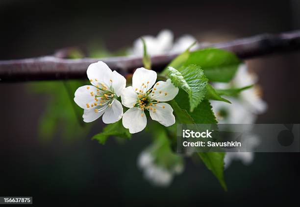 Flor De Manzano Foto de stock y más banco de imágenes de Blanco - Color - Blanco - Color, Brote, Cabeza de flor